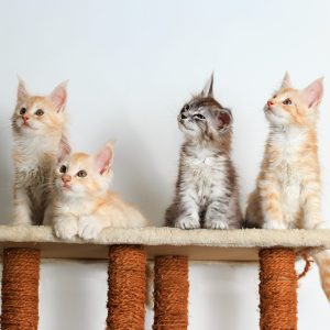 Main Coon