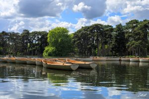 Lire la suite à propos de l’article Balade au bois