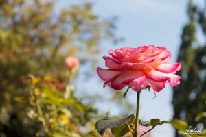 Lire la suite à propos de l’article Balade à Nantes