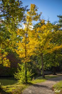 Lire la suite à propos de l’article L&rsquo;Automne