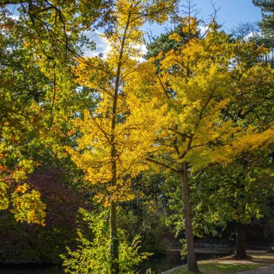 L&rsquo;Automne