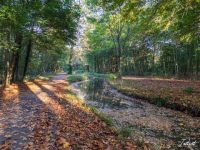 Rivière et chemin dans le bois