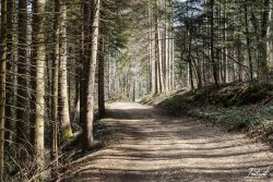 Chemin autour des lacs