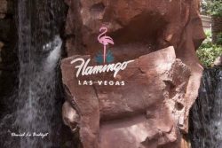 Flamingo