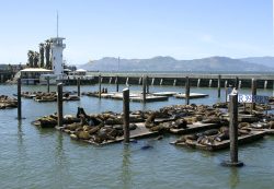 Résidence des phoques au quai : PIER 39