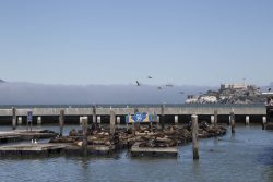 Résidence des phoques au quai : PIER 39