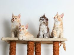 Main Coon